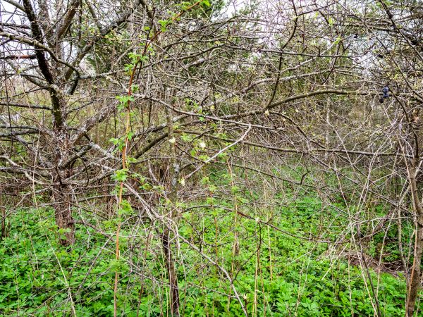 Underbrush Clearing in Norwalk