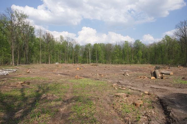 Cost of Pasture Clearing in Norwalk