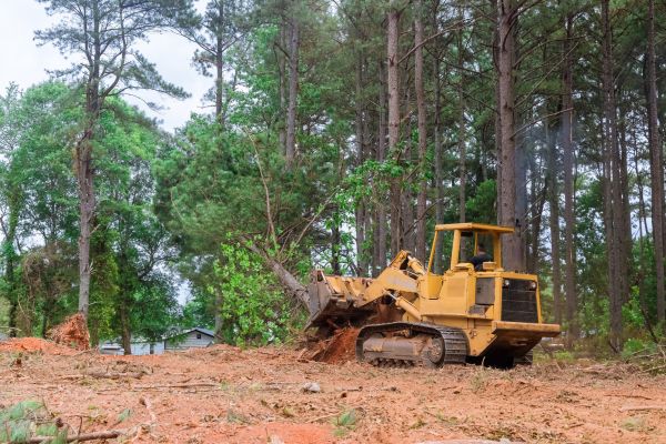 Forest Thinning in Norwalk