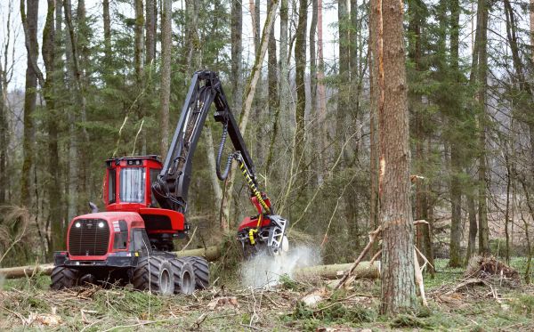 Cost of Forest Clearance Service in Norwalk