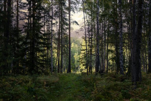 Cost of Pine Tree Clearing in Norwalk